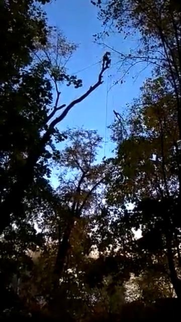 Спил дерева с завешиванием