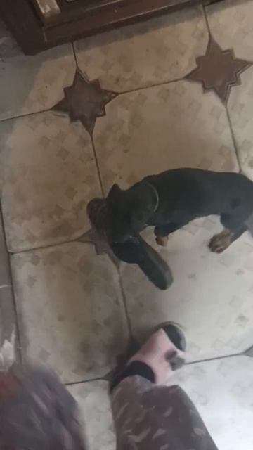 Афина взяла тапочек на удушающий! 🤣