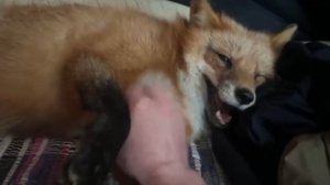 Лиса-Алиса. Утренний визит лисы