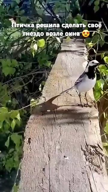 #май 2025#трясогузка