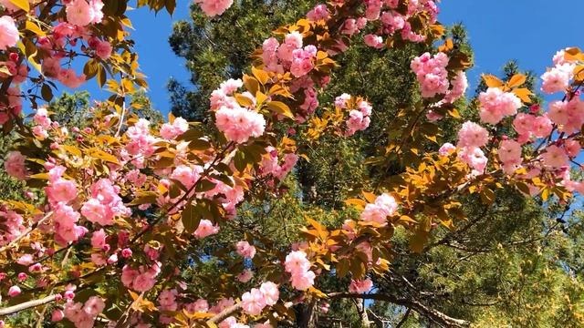 Цветение сакуры в Геленджике 🌸