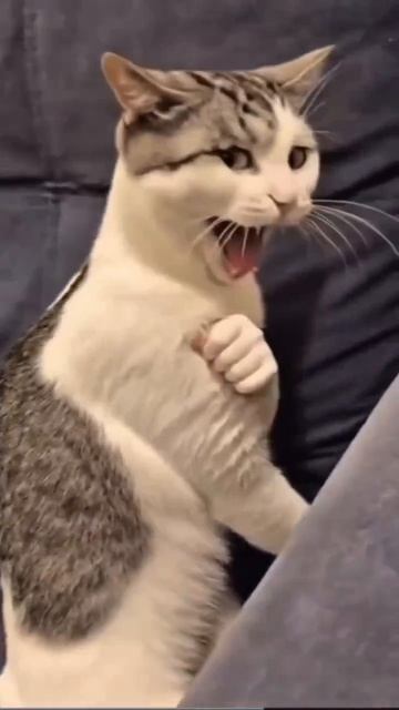 Видео от Департамент Кринжовых Видосов | ДКВ