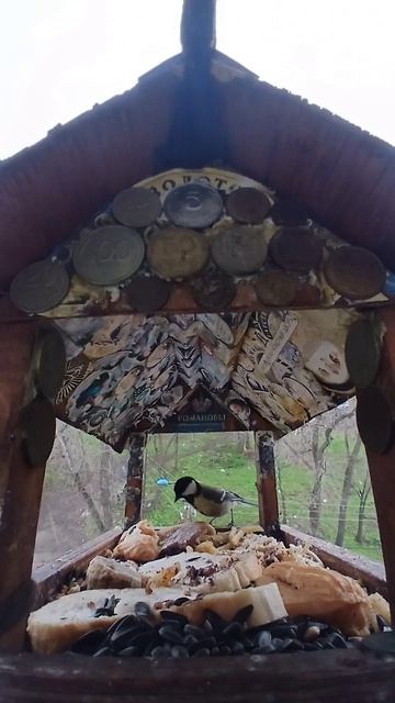 1000016276.mp4Кормушка.24.04.2026г.