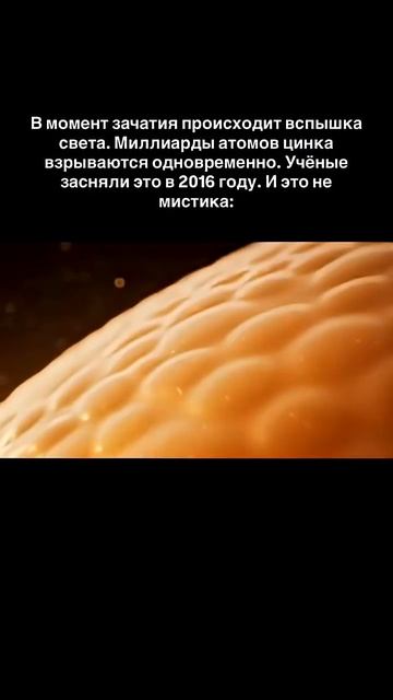 В момент зачатия происходит ЧУДО