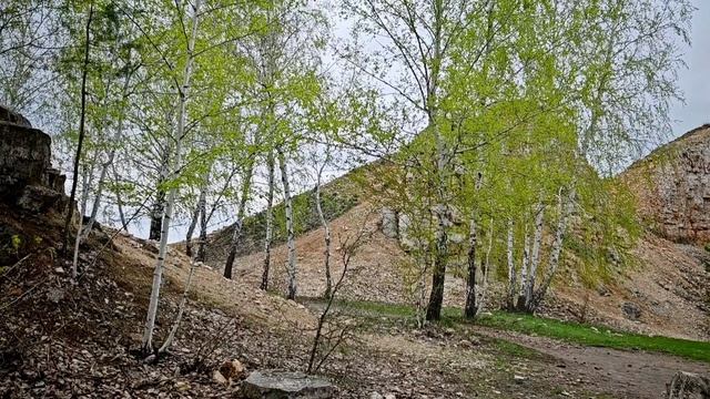 Царев Курган вороны