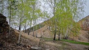 Царев Курган вороны