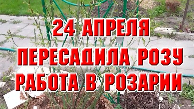 24 апреля. Пересадила розу. Работа в розарии