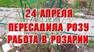 24 апреля. Пересадила розу. Работа в розарии