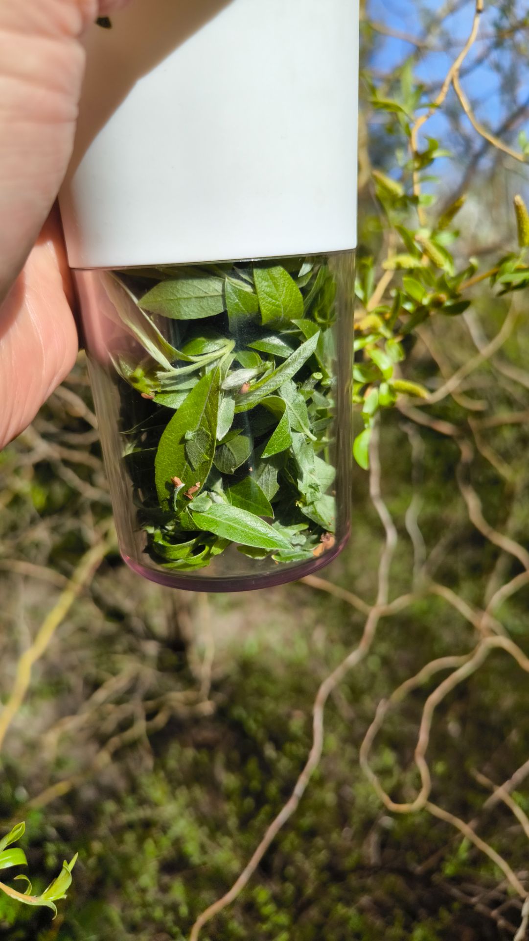 ЕГО ДОЛГО СКРЫВАЛИ! Бесплатная подкормка, от которой огород сойдет с ума! Лейте ЭТО под корень!