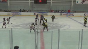 Лесные пчёлы - Атлант 24042026