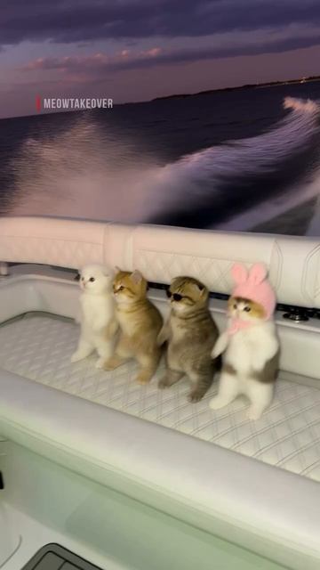 Четыре 4 маленьких котенка танцуют на яхте лодке ии котик в очках в розовом чепчике  #мем  #мемы