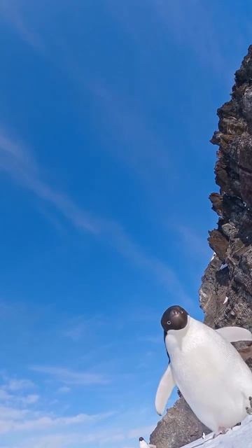 Ленар Гатин-Человечество