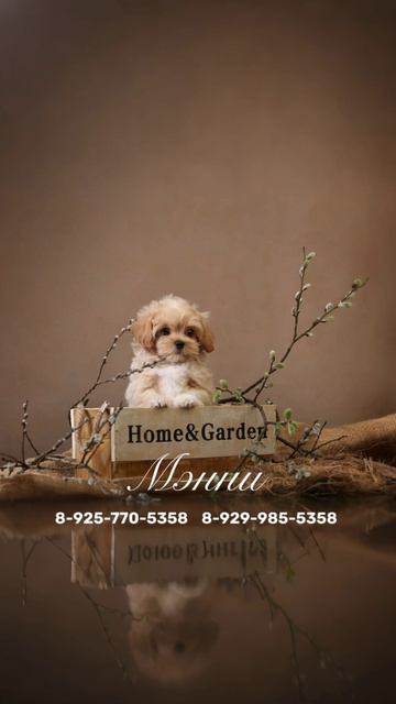 Мэнни
Мальтипу покоряет сердца! Платиновый окрас с белыми искорками и феноменальная красота этой мал