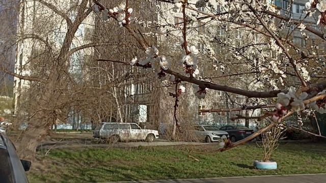 Зацвели деревья🌸Погода 23.04🌸Курчатовский р-н