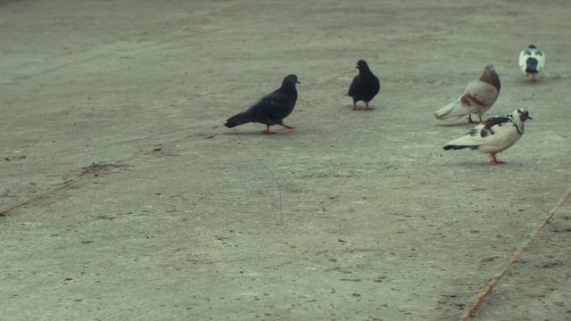 Весеннее настроение. Тестирую  7Artisans 35mm f/1.4 Mark II