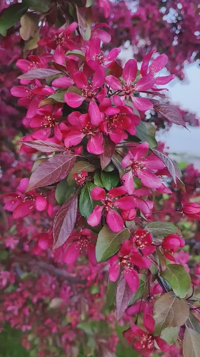 Весна на ВДНХ