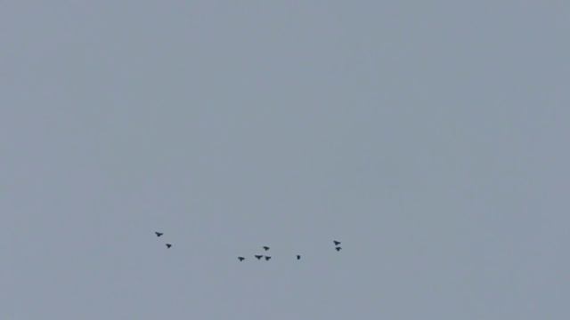 19.04 2026. Безкружные голуби, Чуманова Виталия.