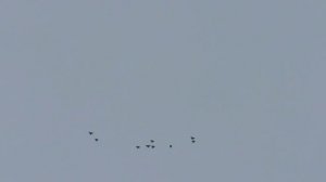 19.04 2026. Безкружные голуби, Чуманова Виталия.