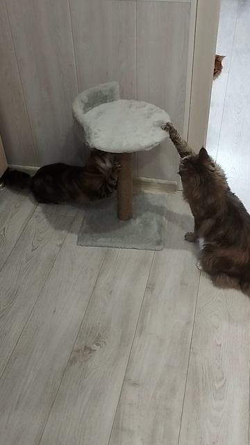 Испытание когтеточки