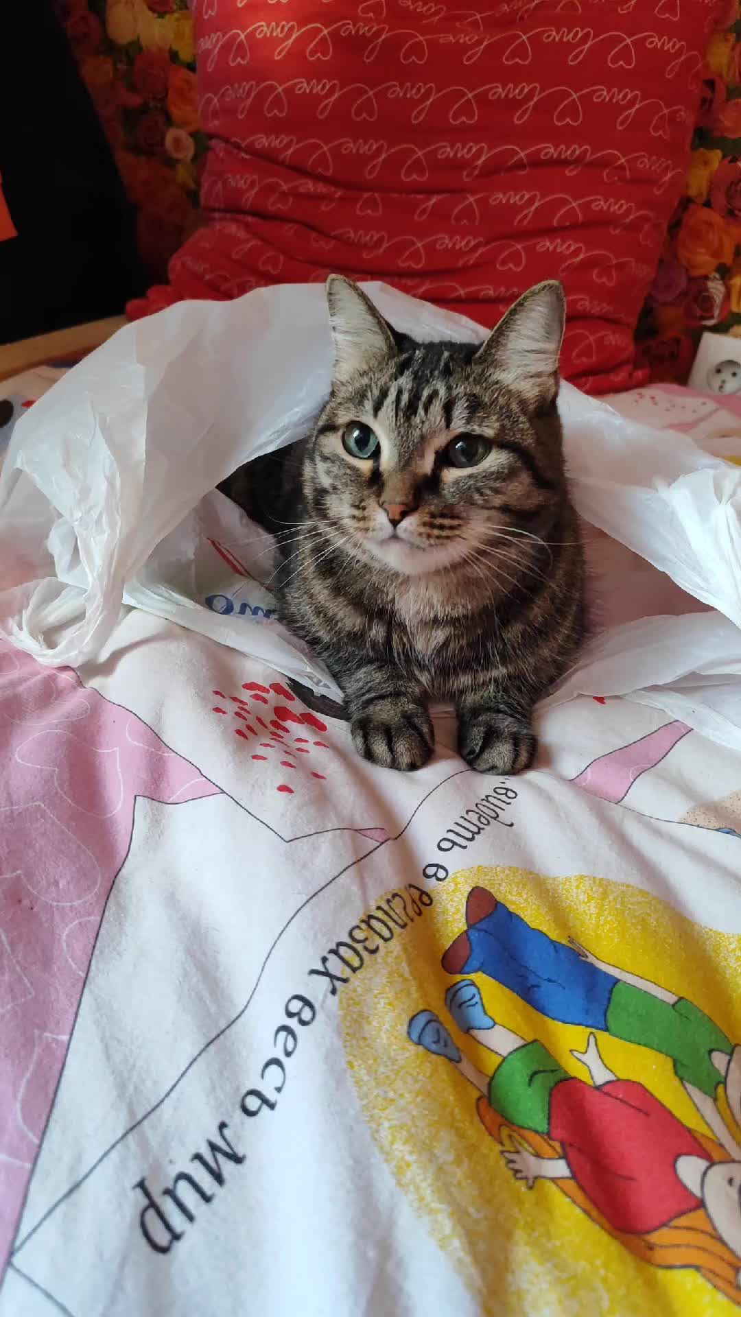 кот в пакете