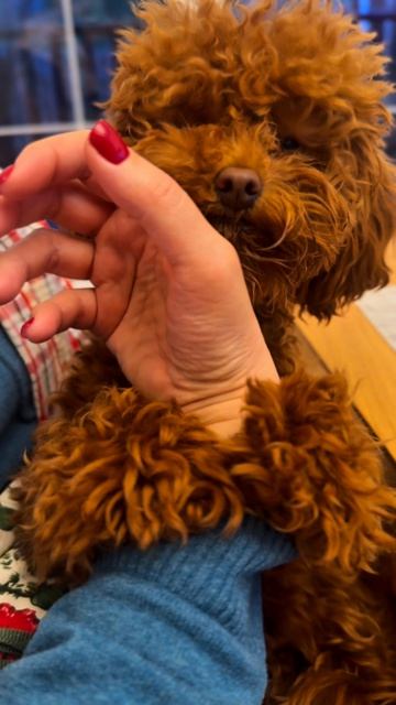 Игровая или пищевая мотивация ?