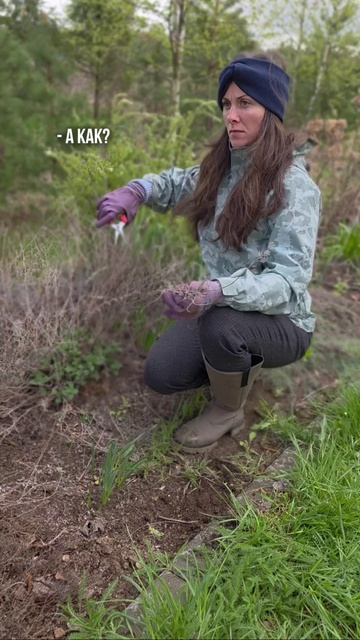 Весенняя обрезка многолетников