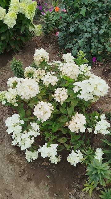 Метельчатая гортензия Диамант Руж.