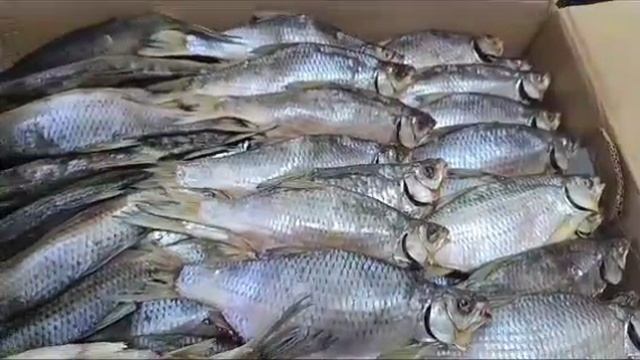 Тарань вяленая слабой соли