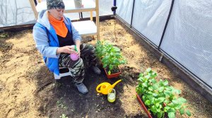 24-04 ДЕРЕВЕНСКАЯ ЖИЗНЬ,РАБОТА В ТЕПЛИЦЕ,ВЛОГ