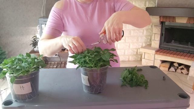 Стрижка Петунии! Формируйте куст правильно! Петуния будет пышной и красивой