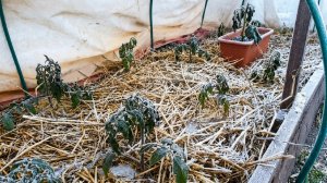 Ночные заморозки. Скорая помощь для спасения рассады. Реанимация рассады томатов.