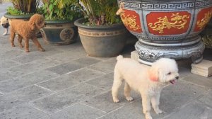 Буддийская пагода-Lam Dong,Ювелирный салон в Муйне, Обзор,Шорты с приколом,