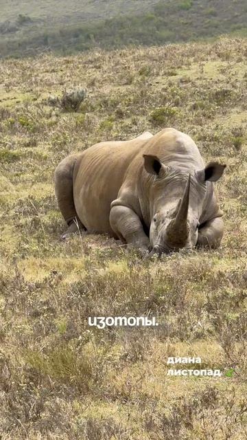 как связаны русские и носороги?? рассказала в новом видео!