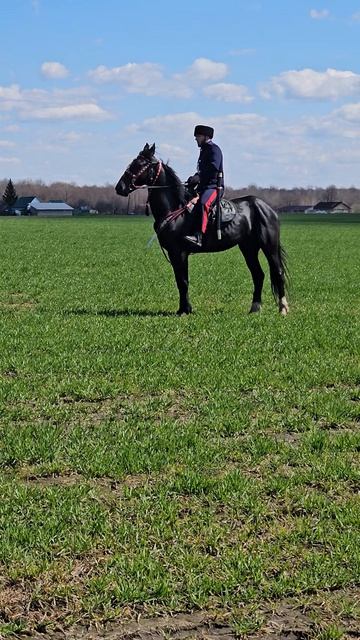 Приучение к шашки орловца
