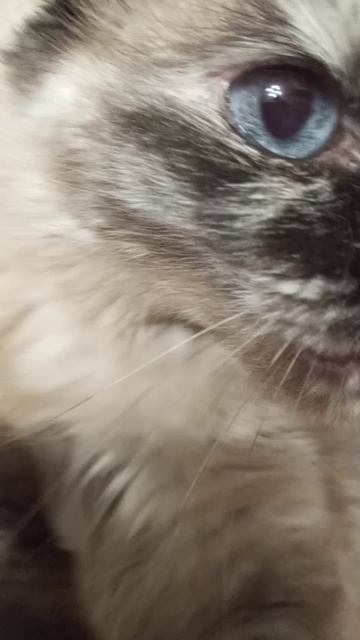 ШаурМяшь Озон