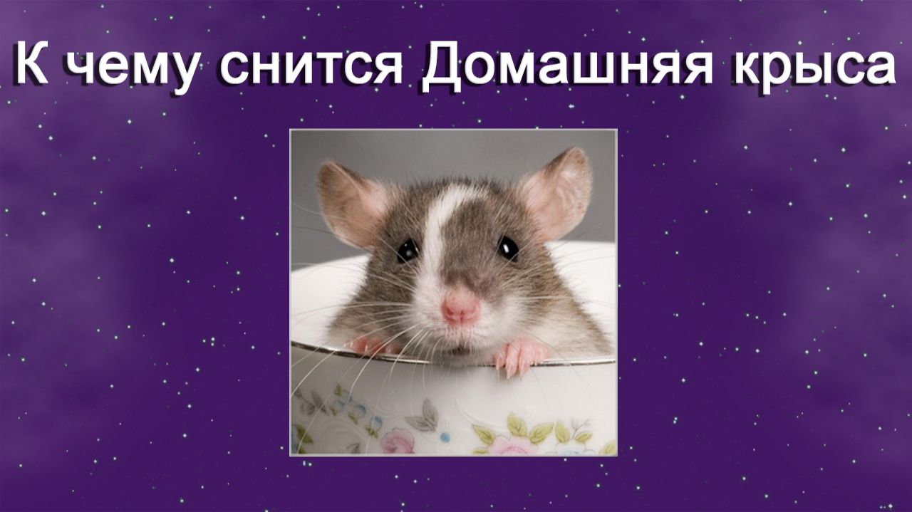 К чему снится Домашняя крыса - толкование сна