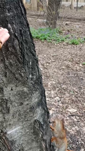 Белка ест семечки с ладони.