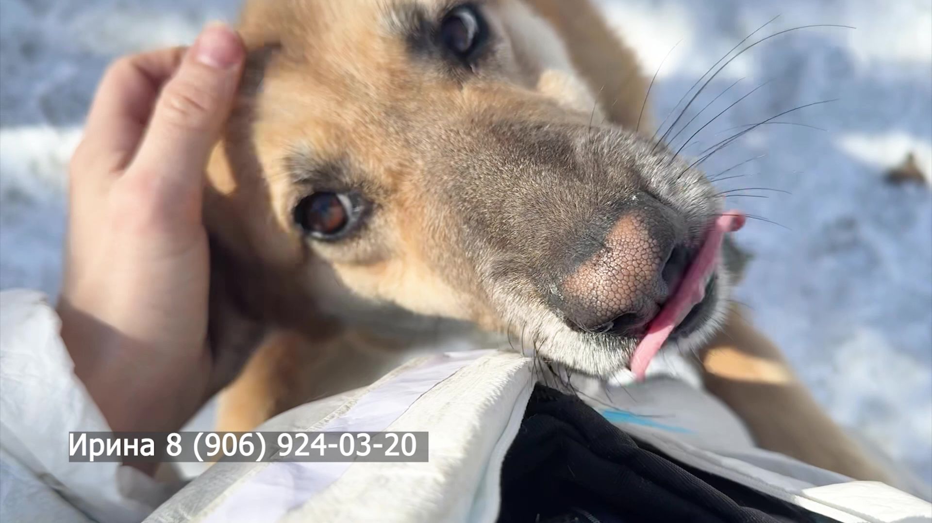 Хочу домой: Лиса