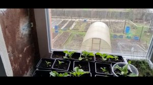 Жизнь на пенсии. Навожу порядок в теплице.