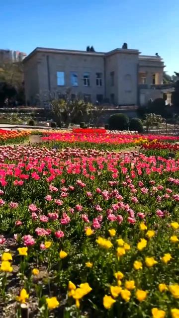 Никитский Ботанический сад в разгаре тюльпанного праздника 😍🫶🌷
