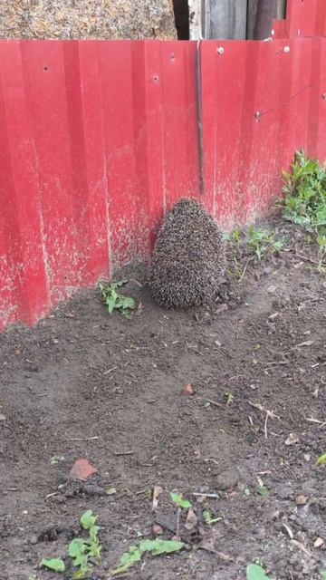 Ёжики в гости пришли