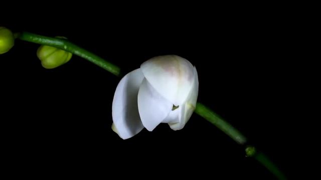 Расцветают цветы. Видео в замедленной съёмке.