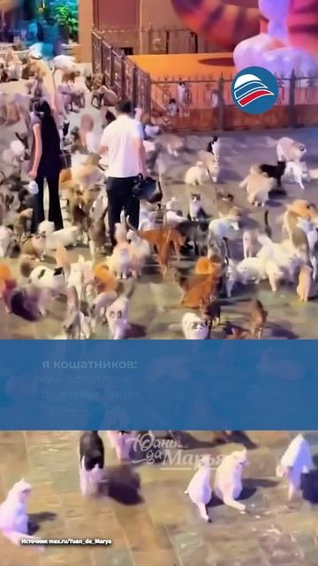 Рай для кошатников: гигантский комплекс, в котором живут более тысячи пушистиков