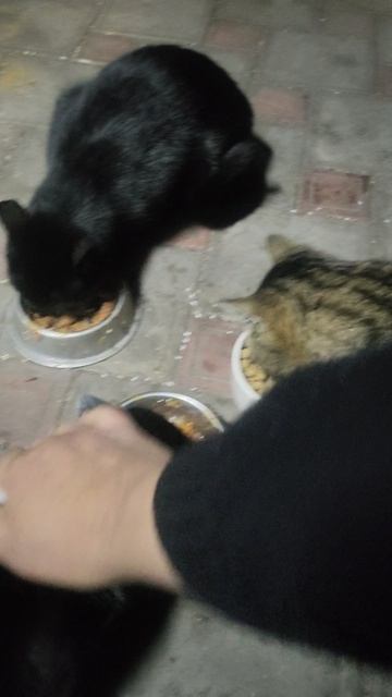 Главное, чтобы всегда были вкусняшки!
#БелыйАнгел #помощьживотным #вкусняшки