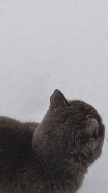 Весной зима!