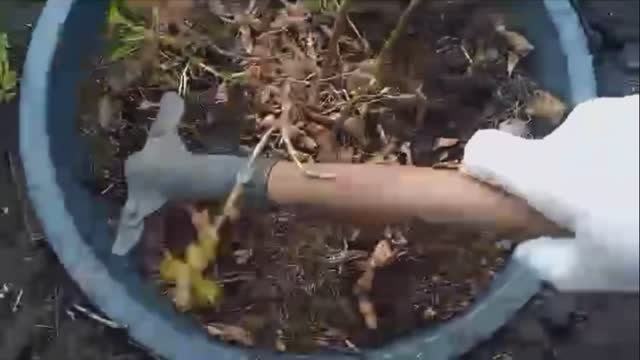 это нужно сделать сейчас!первая подкормка плодовых деревьев и кустарников