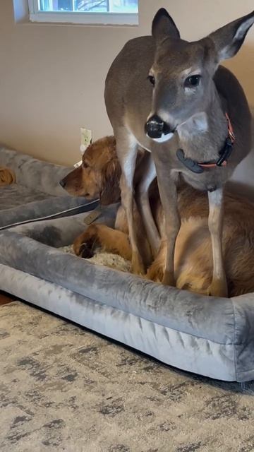 Дружба оленя и собаки