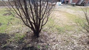 посадили огурцы и обработали деревья