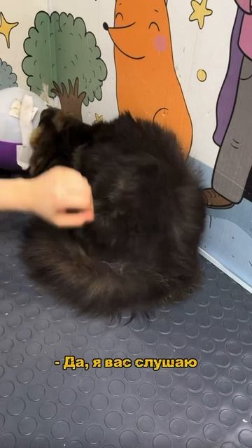 Груминг Барнаул