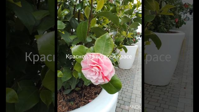 Весна 2026 и Лепс всемогущий